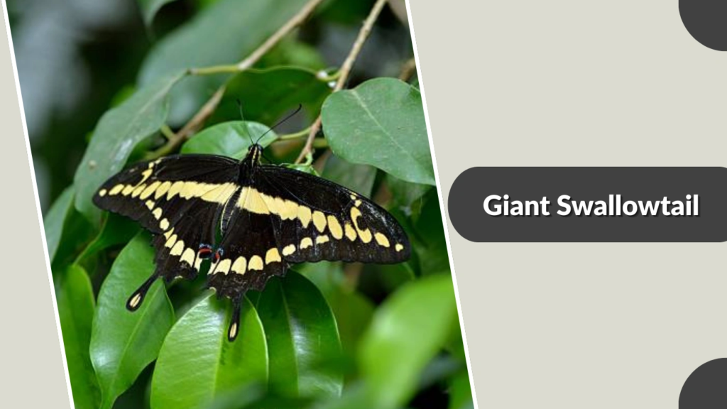 Giant Swallowtail