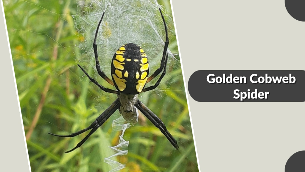 Golden Cobweb Spider