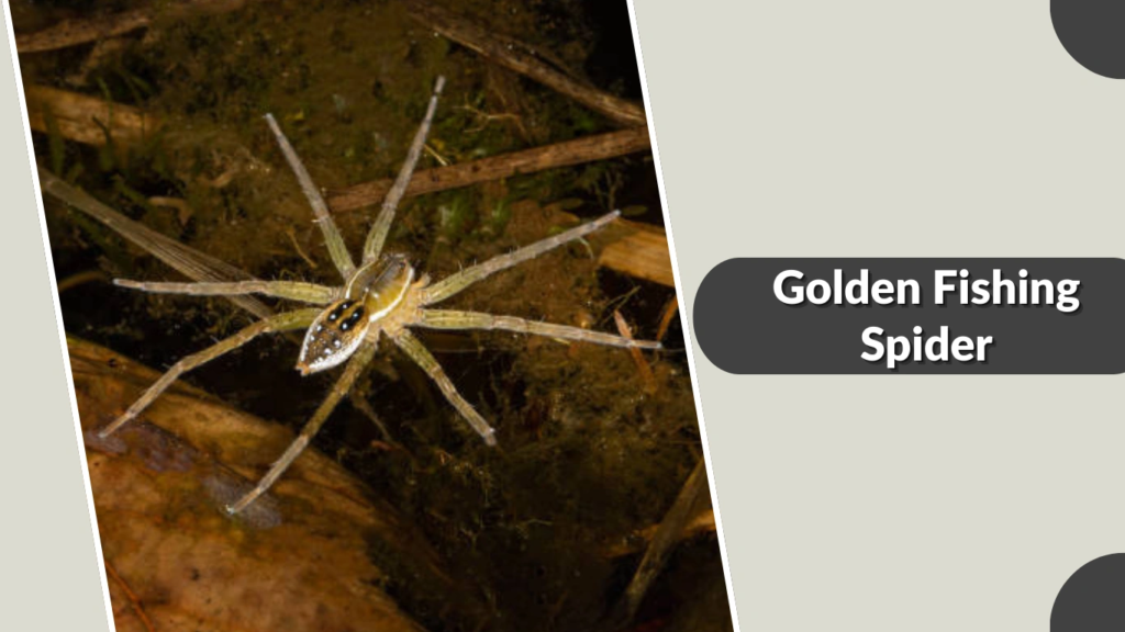 Golden Fishing Spider