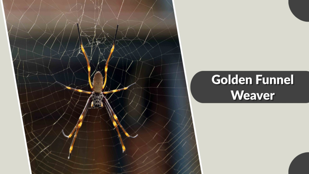 Golden Funnel Weaver