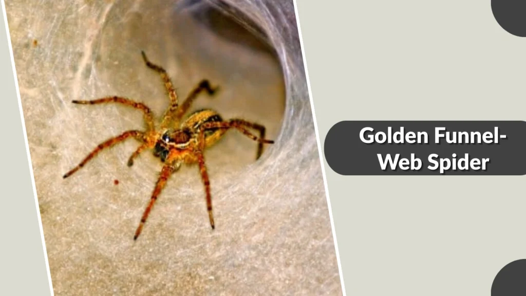 Golden Funnel-Web Spider