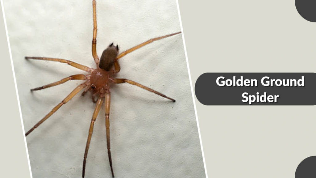 Golden Ground Spider