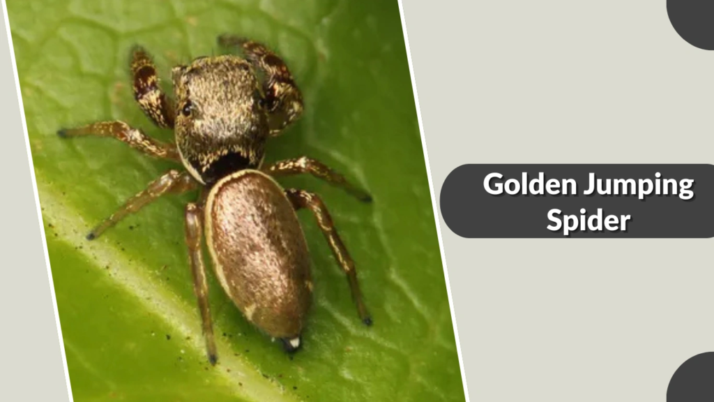 Golden Jumping Spider