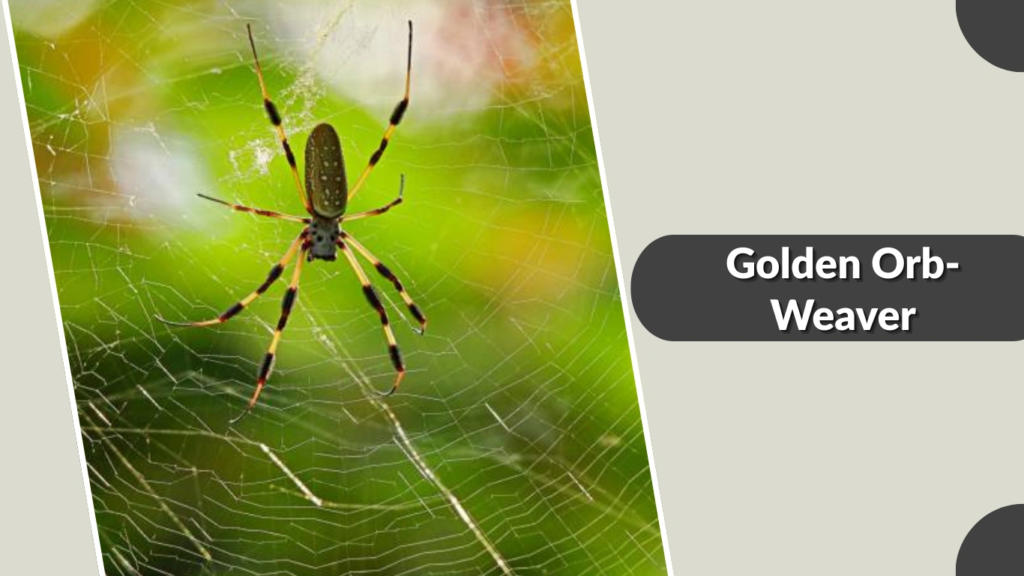 Golden Orb-Weaver