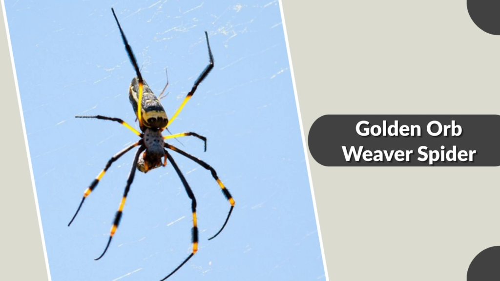 Golden Orb Weaver Spider