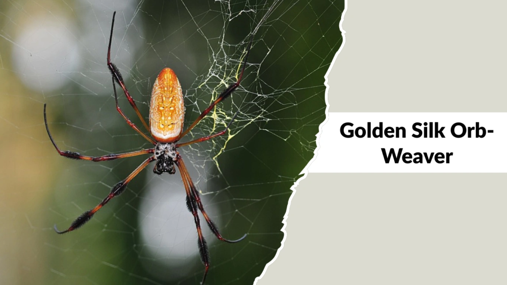 Golden Silk Orb-Weaver