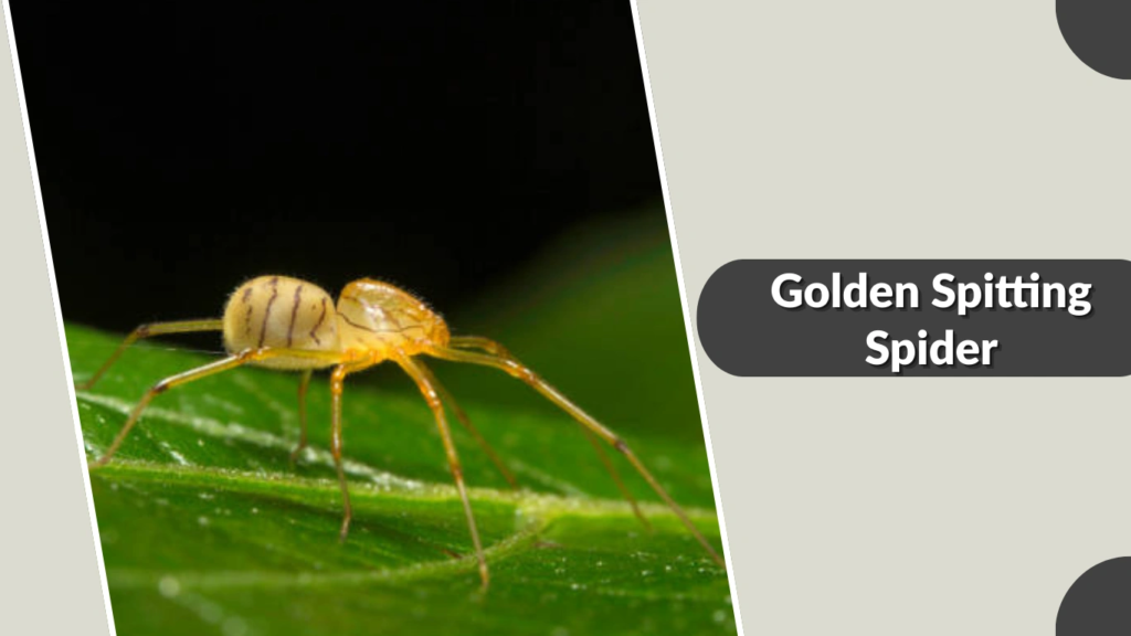 Golden Spitting Spider