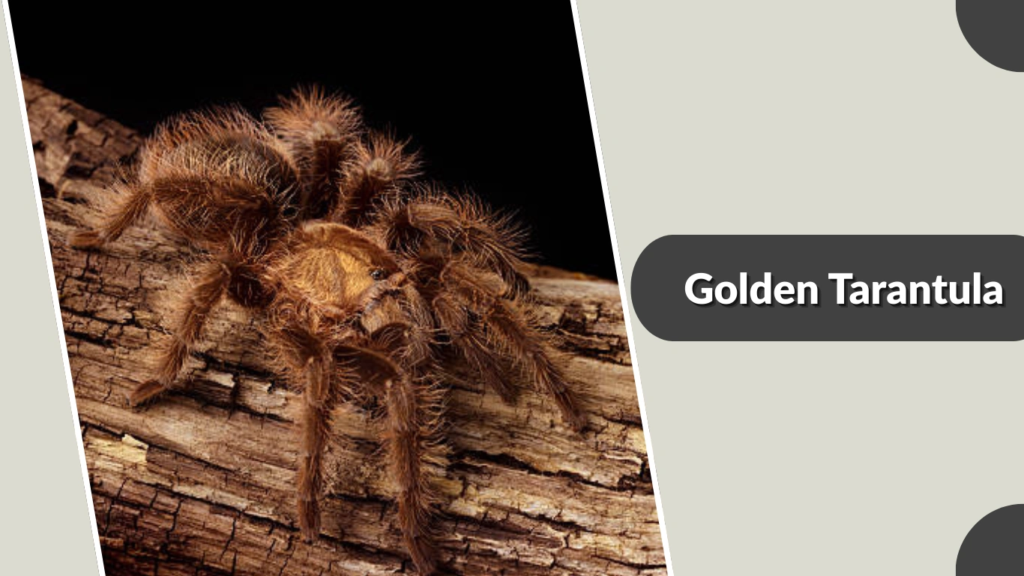 Golden Tarantula