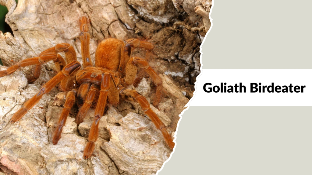 Goliath Birdeater