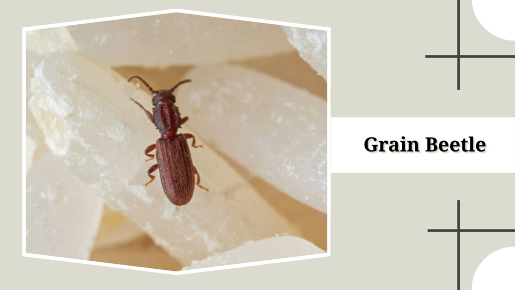 Grain Beetle