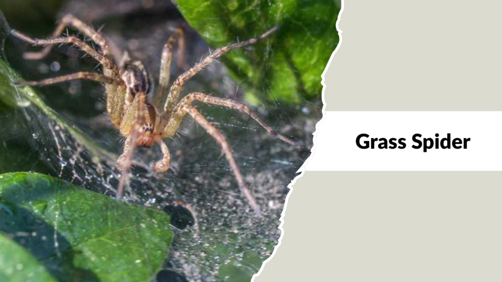 Grass Spider