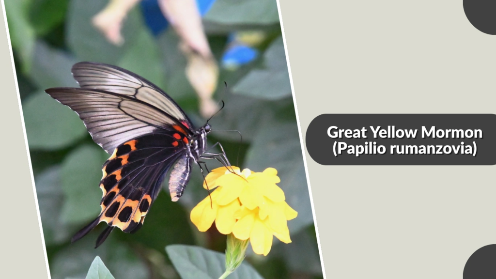 Great Yellow Mormon (Papilio rumanzovia)