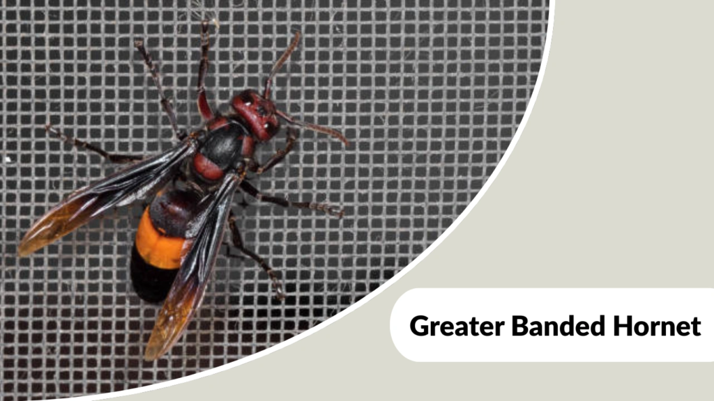 Greater Banded Hornet