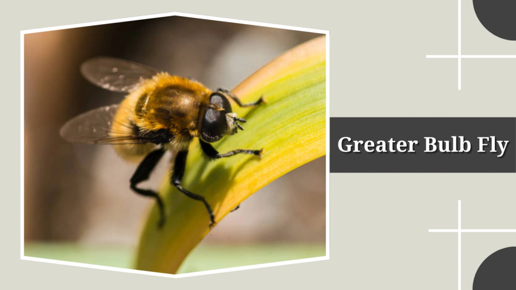 Greater Bulb Fly