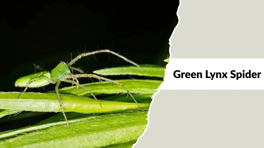 Green Lynx Spider
