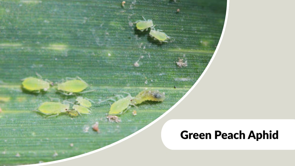 Green Peach Aphid