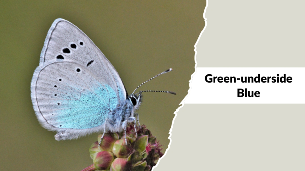 Green-underside Blue