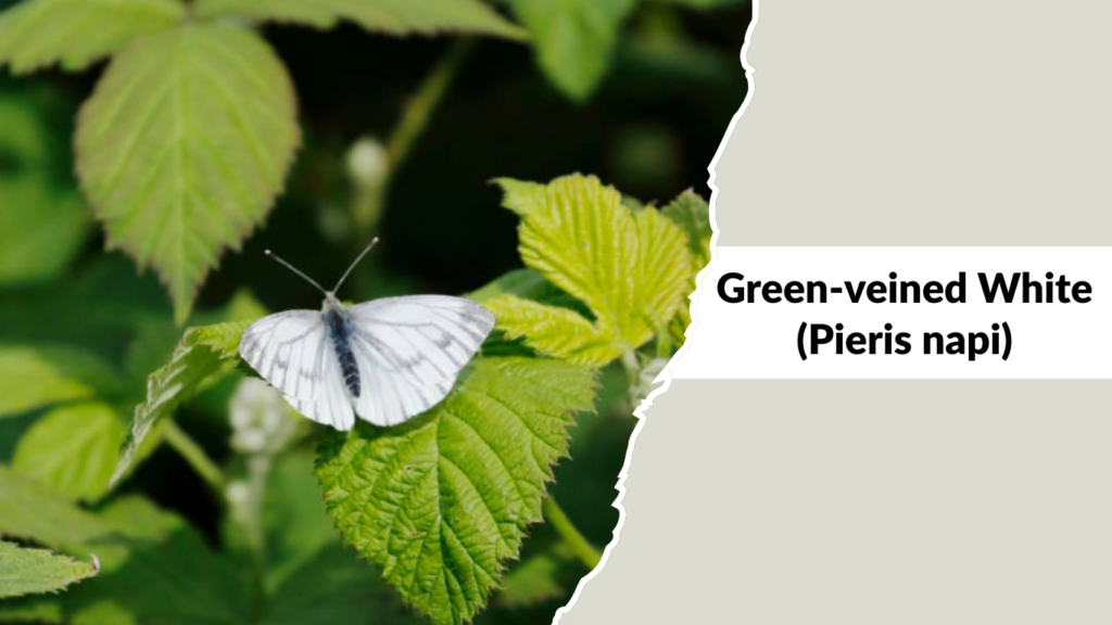 Green-veined White (Pieris napi)