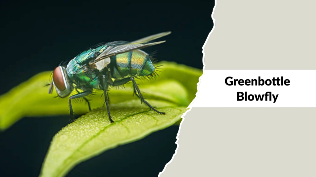 Greenbottle Blowfly