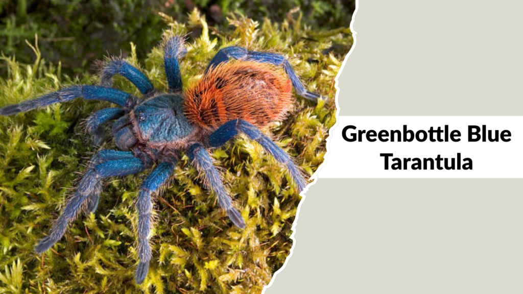 Greenbottle Blue Tarantula
