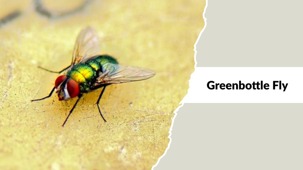 Greenbottle Fly