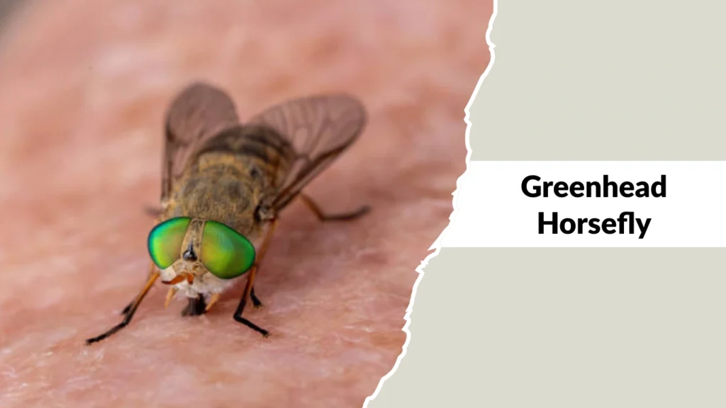 Greenhead Horsefly
