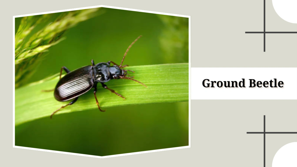 Ground Beetle