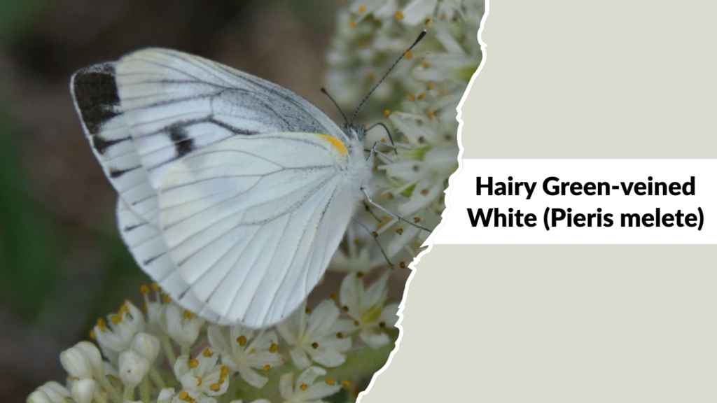 Hairy Green-veined White (Pieris melete)