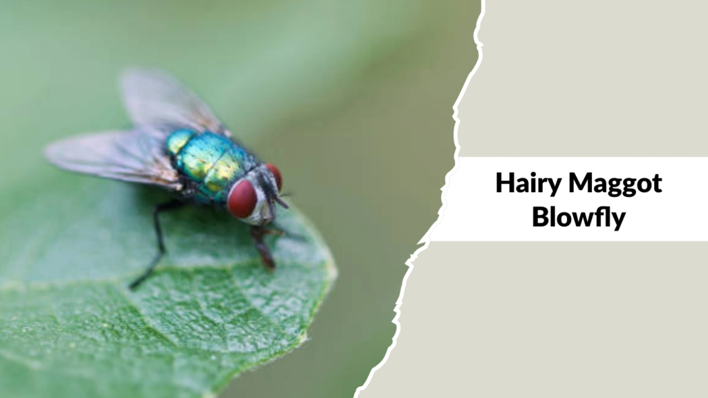 Hairy Maggot Blowfly