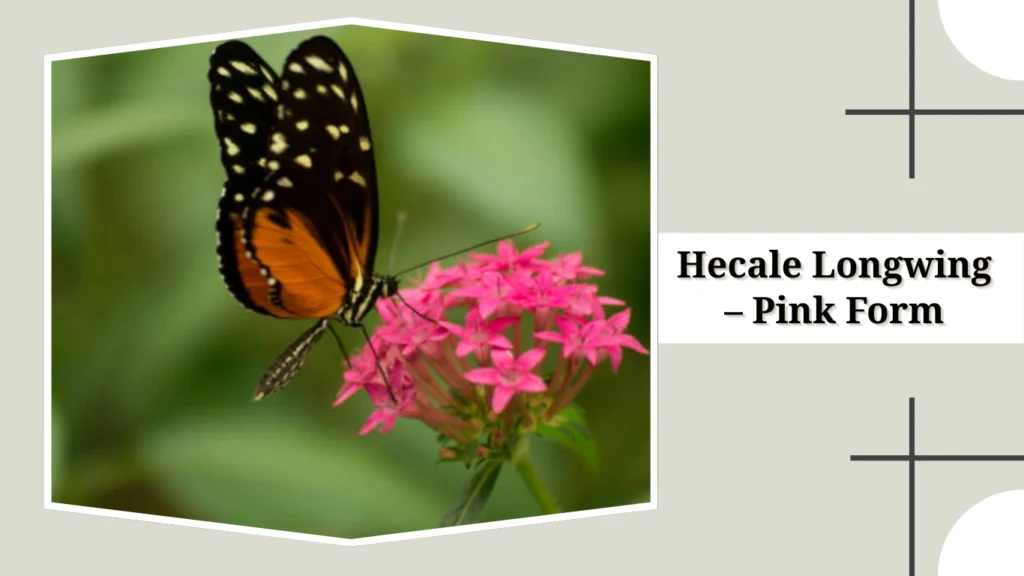 Hecale Longwing – Pink Form (Heliconius hecale morph)