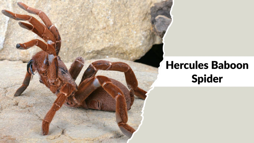 Hercules Baboon Spider