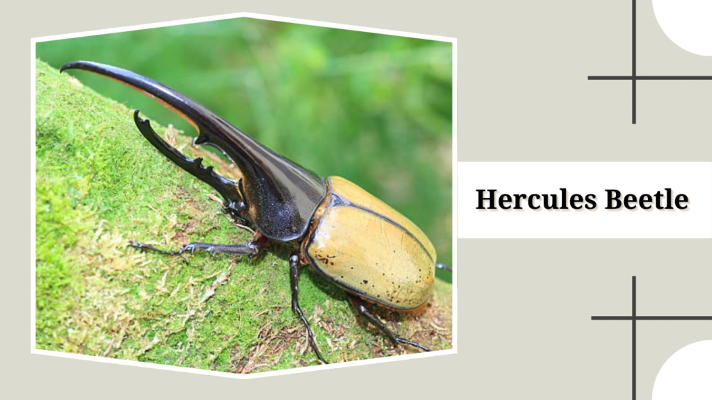 Hercules Beetle