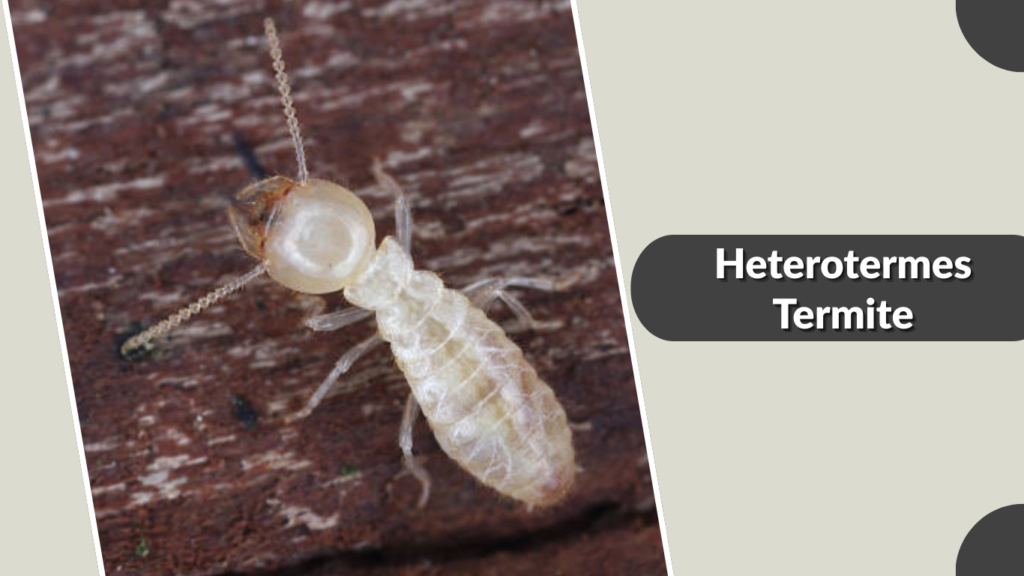 Heterotermes Termite