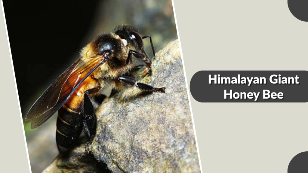 Himalayan Giant Honey Bee
