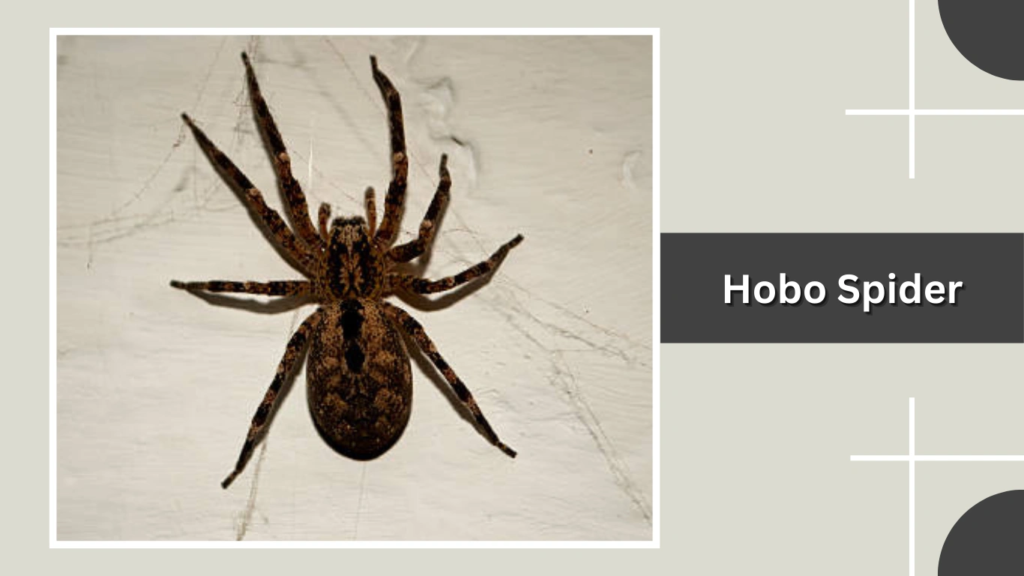 Hobo Spider