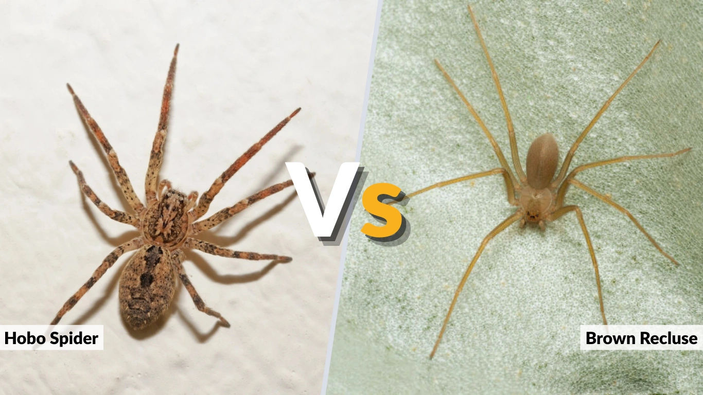 Hobo Spider vs Brown Recluse