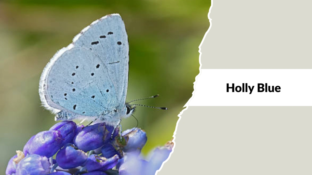 Holly Blue