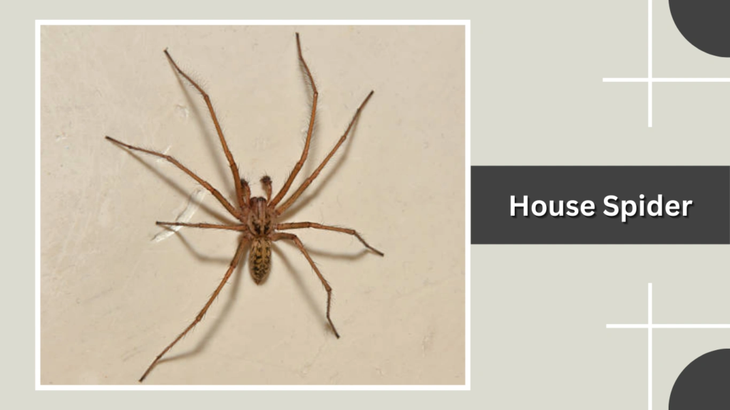House Spider