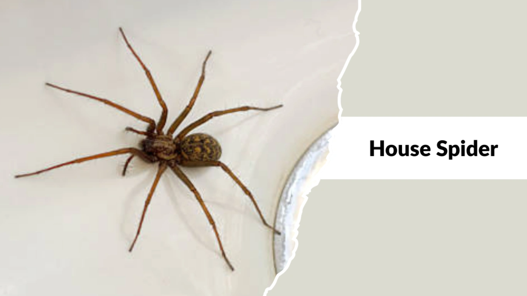 House Spiders