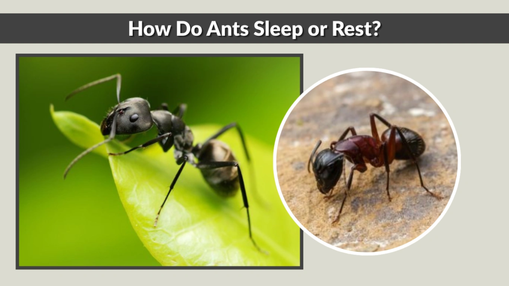 How Do Ants Sleep or Rest