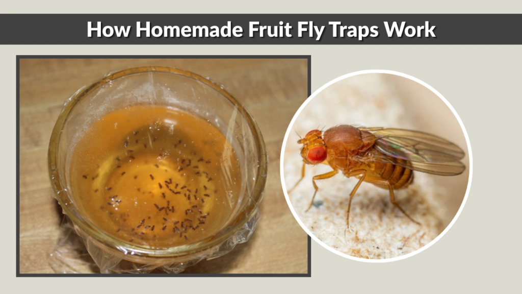 How Homemade Fruit Fly Traps Work