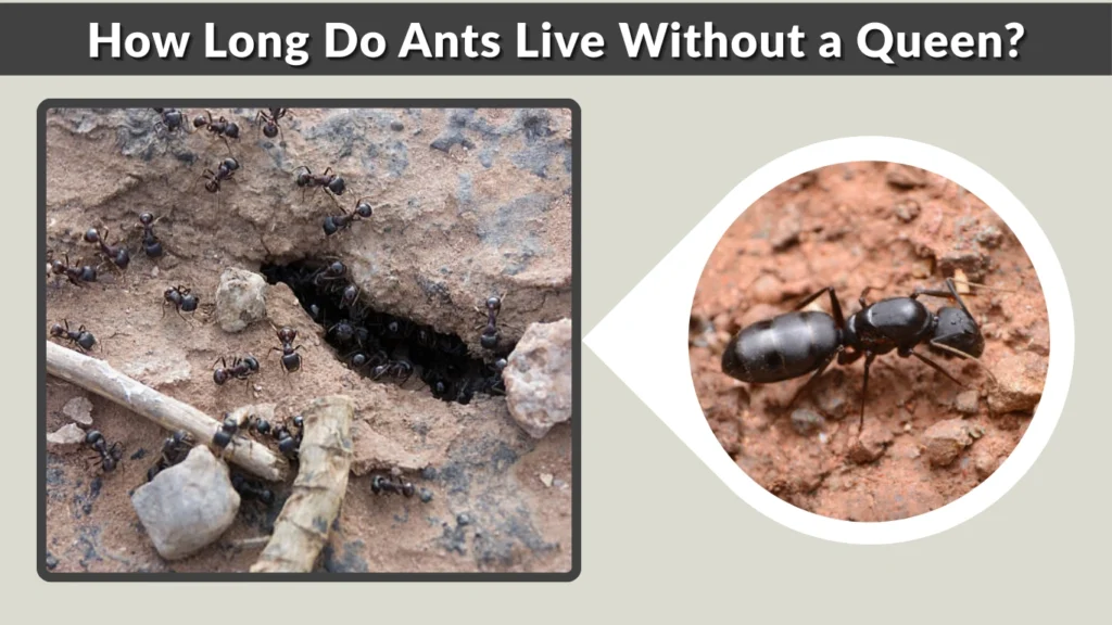 How Long Do Ants Live Without a Queen