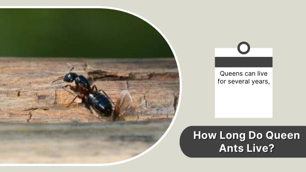 How Long Do Queen Ants Live