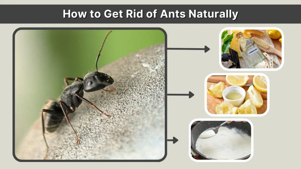 How to Get Rid of Ants Naturally