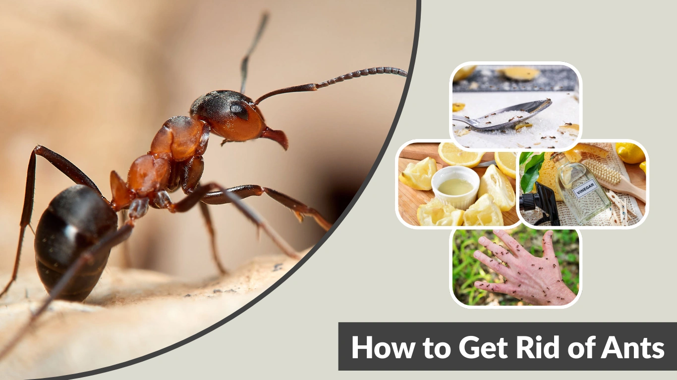 How to Get Rid of Ants Permanently in Your House