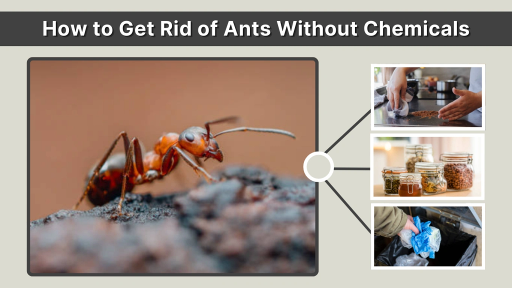 How to Get Rid of Ants Without Chemicals
