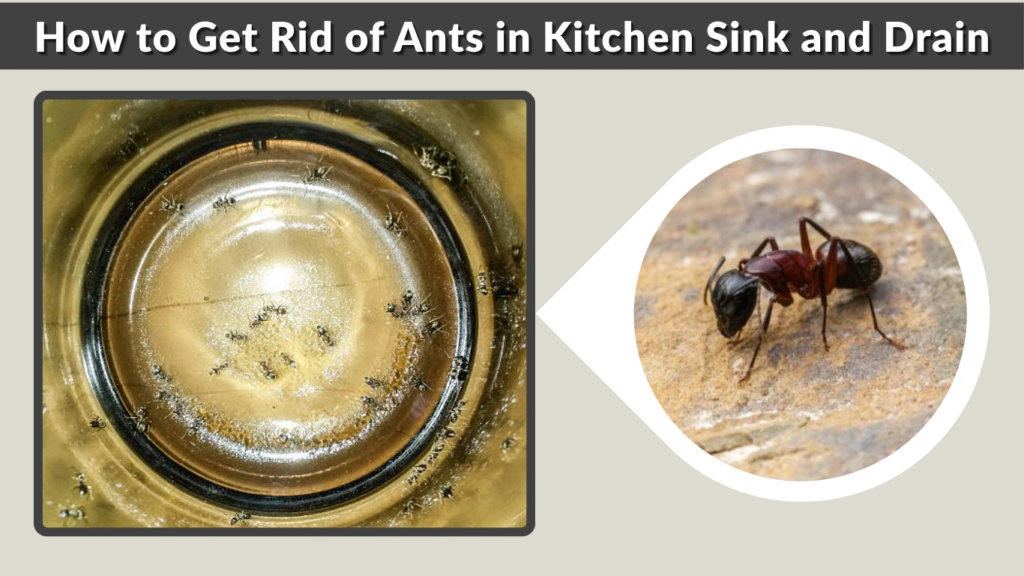 How to Get Rid of Ants in Kitchen Sink and Drain