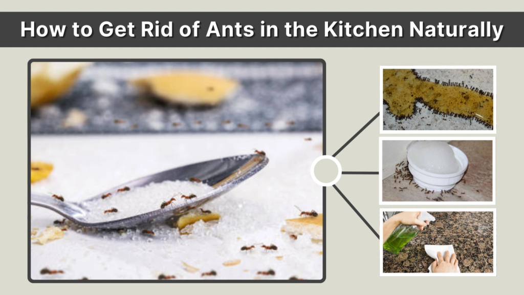 How to Get Rid of Ants in the Kitchen Naturally