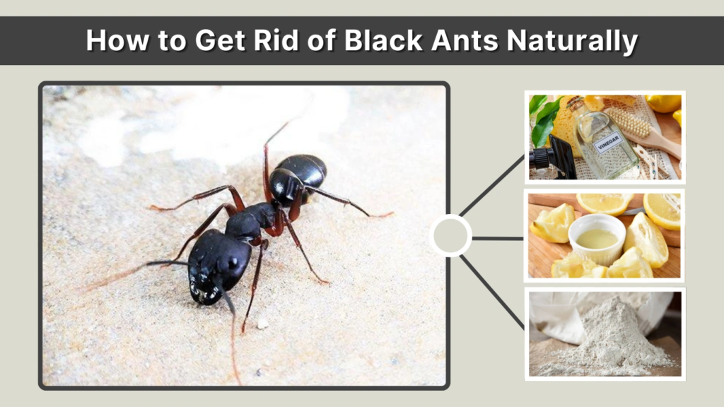 How to Get Rid of Black Ants Naturally