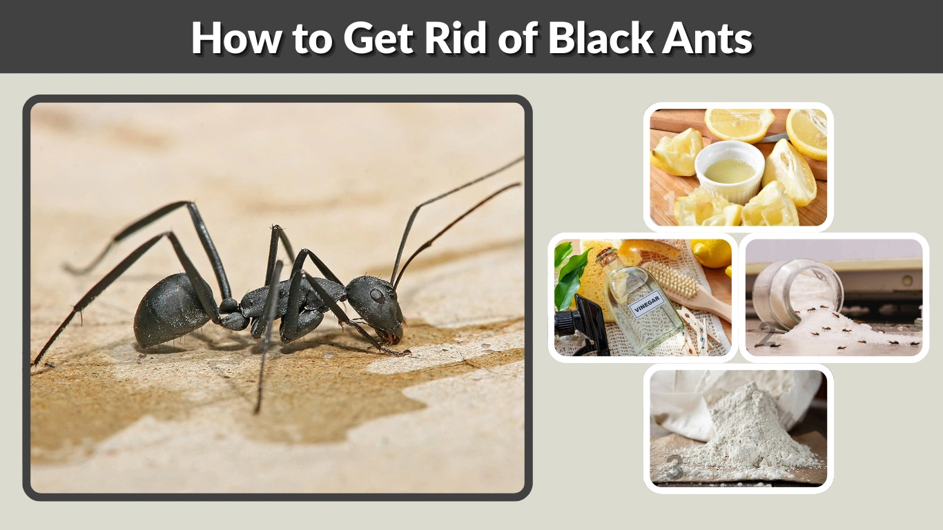 How to Get Rid of Black Ants Naturally and Permanently